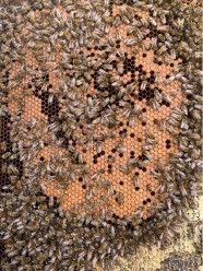 D�monstration et d�gustation : Les Miels de Franche-Comt�