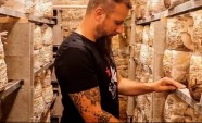 Visite : culture des champignons