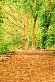 Dans les for�ts du Lion