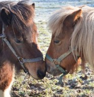 Balades � poney