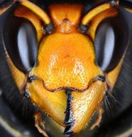 Conf�rence sur le Frelon Asiatique