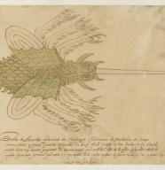 Conf�rence : Des mouches venues de Montb�liard (1591)