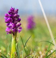 Sortie nature : Dans le monde des plantes