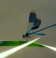 Sortie nature : Le safari des petites b�tes