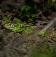 Sortie nature : D�couverte des reptiles