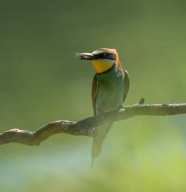Sortie nature : Les oiseaux au fil des saisons