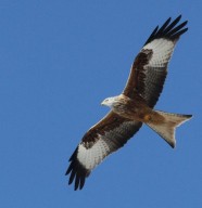 Sortie nature : D�couverte des oiseaux