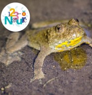 Sortie nature : Sonneur � ventre jaune et autres amphibiens