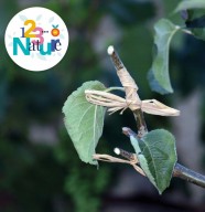 atelier : la greffe en couronne