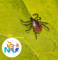 Sortie nature : Les minuscules de la for�t