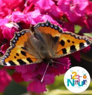 atelier : Des fleurs, des pollisateurs et des l�gumes