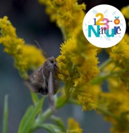 Sortie Nature : Les papillons de nuit
