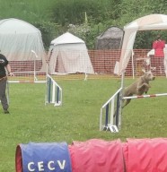 Concours canin Agility