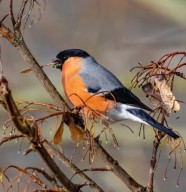 D�couverte de la photo animali�re