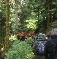 F�te de la Transhumance