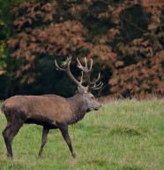 Soir�e brame du cerf