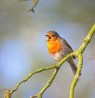 Sortie nature : Contes et l�gendes d'oiseau