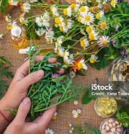 VENTE DE PLANTS POTAGERS BIO