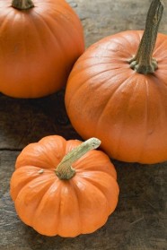 F�te d'automne & du Potiron