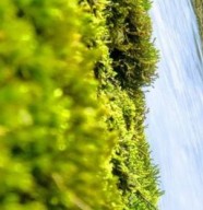 Stage plantes d�puratives du printemps et �monctoires