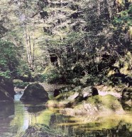 ACTIVITE NATURE EN FORET POUR ADOS