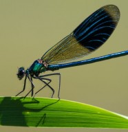 Inventaire participatif - Libellules et papillons