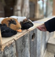 Chasse aux Tr�sors de Printemps