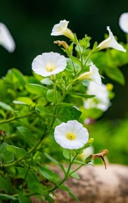 Atelier adulte : Fleurs en cage