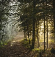 Les for�ts face aux changements climatiques + Oniriquement sauvage