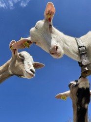 Visite de la ferme de la fruiti�re