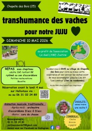 Transhumance des vaches