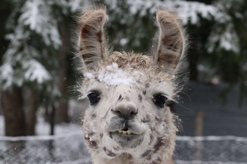 Vacances D'Hiver à Lama Loisir