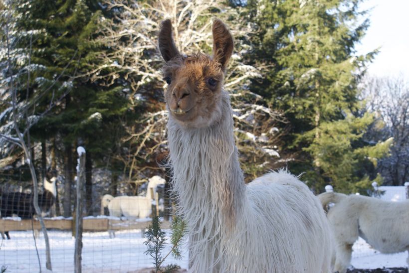 Vacances D'Hiver à Lama Loisir