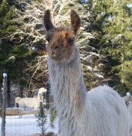 Vacances D'Hiver � Lama Loisir