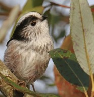 � la d�couverte des oiseaux et autres animaux autour de nous