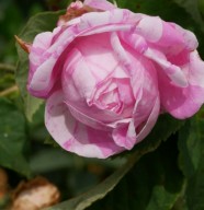 Balade botanique dessin�e