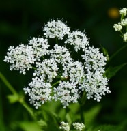 Atelier : Les plantes ressources pour la sant�