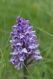 Sortie : les orchid�es sauvages