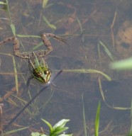 Sortie : tritons, rainette et salamandre ?