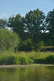 Sortie : l'eau et la for�t