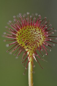 Sortie : plantes carnivores, tourbi�res et champignons