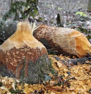 Sortie : sur la piste du castor