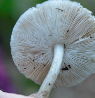 Sortie : les champignons de printemps