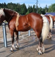 Le Cheval Comtois, figure embl�matique du Pays de Ma�che