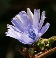 Randonn�e botanique