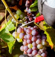 Visite : Vin et d�gustation