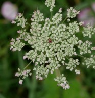 �crire les sens au jardin : le go�t