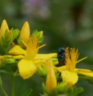 Herborisation estivale