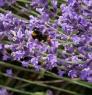 �crire les sens au jardin : le toucher