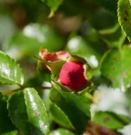 Balade botanique dessin�e